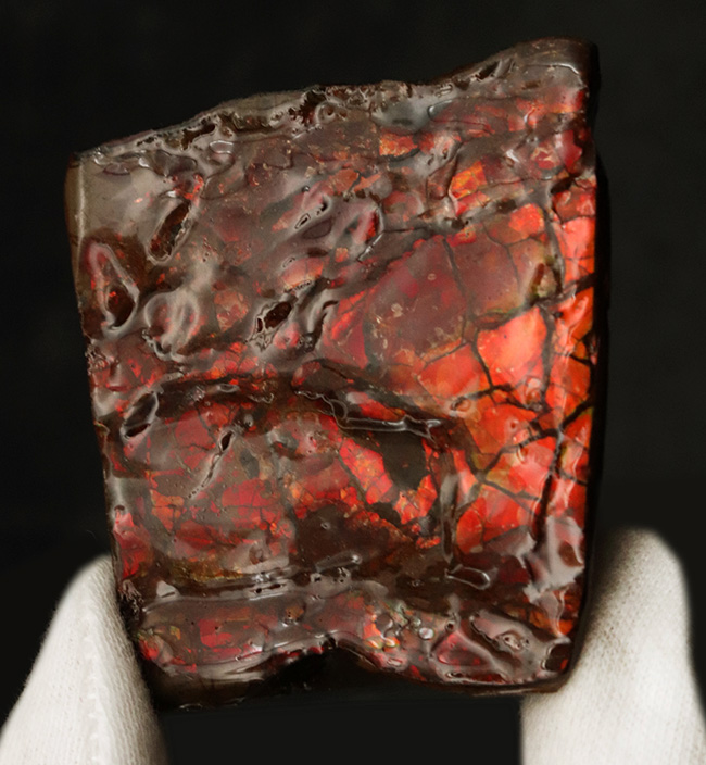 ピースというよりブロック！２面輝く！両面ともに濃い赤を楽しめるアンモライト（Ammolite）のブロック（その1）