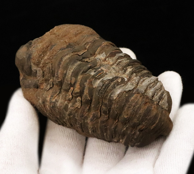 ビッグサイズ!モロッコ南西部オルドビス紀の地層から採集された原始的な三葉虫、ディアカリメネ・ウーズレグイ(Diacalymene ouzregui)の大型個体(その3)