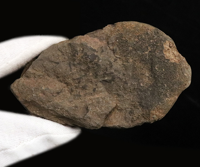 ビッグサイズ!モロッコ南西部オルドビス紀の地層から採集された原始的な三葉虫、ディアカリメネ・ウーズレグイ(Diacalymene ouzregui)の大型個体(その5)