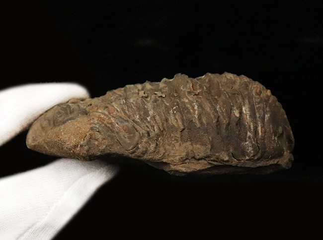 ビッグサイズ!モロッコ南西部オルドビス紀の地層から採集された原始的な三葉虫、ディアカリメネ・ウーズレグイ(Diacalymene ouzregui)の大型個体(その6)