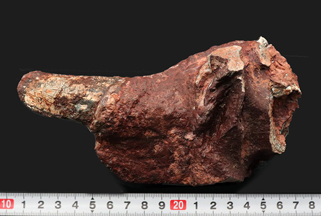 ベリーべリーレア！世界的な希少性、博物館級、世界的に見てもレアと言える、ディキノドン（Dicynodont)）の極めて立派な牙の化石。２０年前の化石ショーで発表されたオールドコレクション（その10）