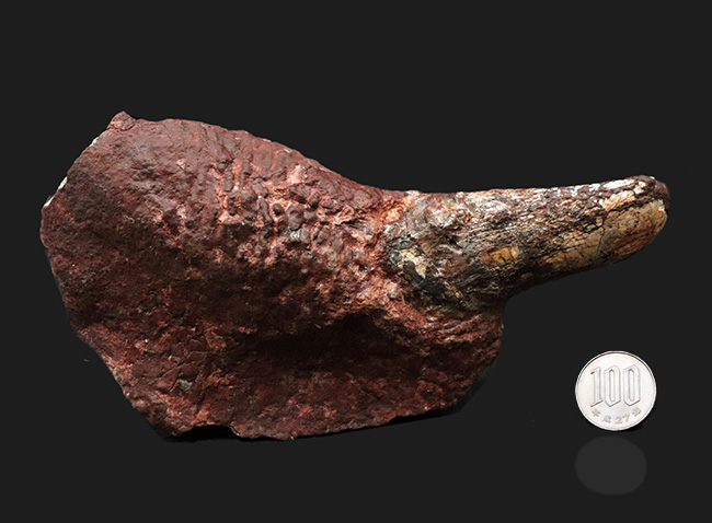 ベリーべリーレア！世界的な希少性、博物館級、世界的に見てもレアと言える、ディキノドン（Dicynodont)）の極めて立派な牙の化石。２０年前の化石ショーで発表されたオールドコレクション（その11）