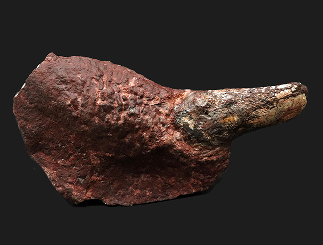 ベリーべリーレア！世界的な希少性、博物館級、世界的に見てもレアと言える、ディキノドン（Dicynodont)）の極めて立派な牙の化石。２０年前の化石ショーで発表されたオールドコレクション（その2）