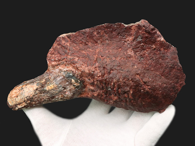 ベリーべリーレア！世界的な希少性、博物館級、世界的に見てもレアと言える、ディキノドン（Dicynodont)）の極めて立派な牙の化石。２０年前の化石ショーで発表されたオールドコレクション（その3）