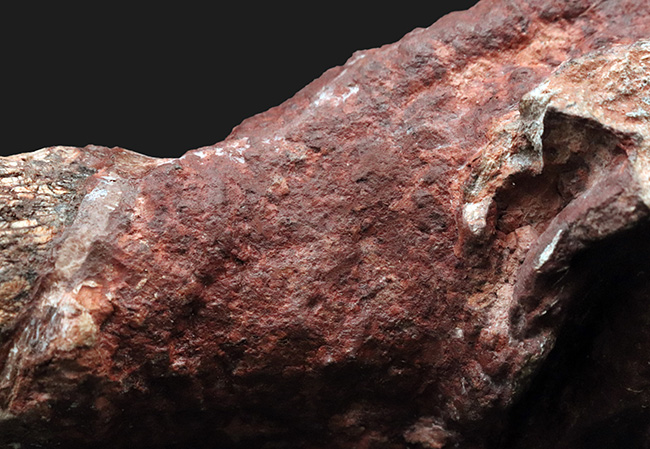 ベリーべリーレア！世界的な希少性、博物館級、世界的に見てもレアと言える、ディキノドン（Dicynodont)）の極めて立派な牙の化石。２０年前の化石ショーで発表されたオールドコレクション（その5）