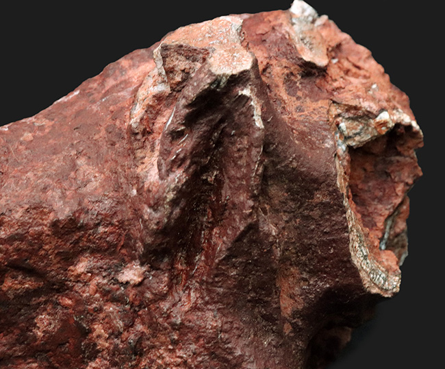 ベリーべリーレア！世界的な希少性、博物館級、世界的に見てもレアと言える、ディキノドン（Dicynodont)）の極めて立派な牙の化石。２０年前の化石ショーで発表されたオールドコレクション（その6）