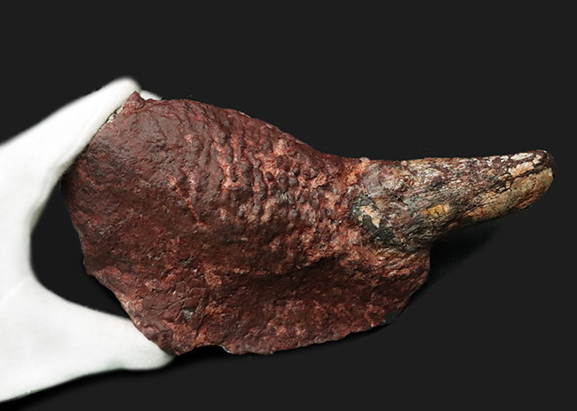 ベリーべリーレア！世界的な希少性、博物館級、世界的に見てもレアと言える、ディキノドン（Dicynodont)）の極めて立派な牙の化石。２０年前の化石ショーで発表されたオールドコレクション（その7）