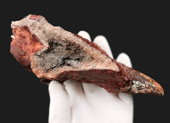ベリーべリーレア！世界的な希少性、博物館級、世界的に見てもレアと言える、ディキノドン（Dicynodont)）の極めて立派な牙の化石。２０年前の化石ショーで発表されたオールドコレクション（その8）