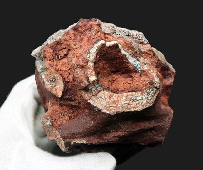 ベリーべリーレア！世界的な希少性、博物館級、世界的に見てもレアと言える、ディキノドン（Dicynodont)）の極めて立派な牙の化石。２０年前の化石ショーで発表されたオールドコレクション（その9）