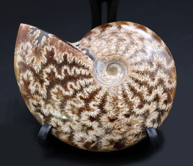 極めて美しい縫合線と遊色を同時に楽しめる！コレクショングレード、マダガスカル産アンモナイト、クレオニセラスの化石（Cleoniceras）（その2）