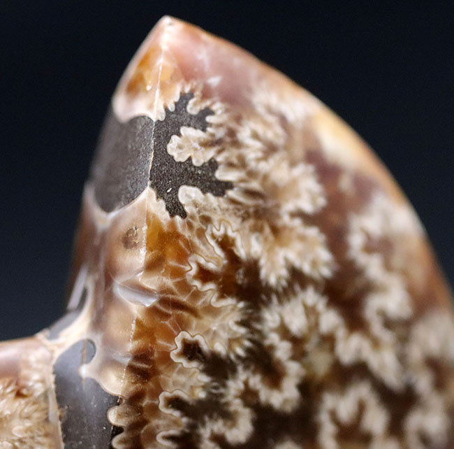 極めて美しい縫合線と遊色を同時に楽しめる！コレクショングレード、マダガスカル産アンモナイト、クレオニセラスの化石（Cleoniceras）（その7）