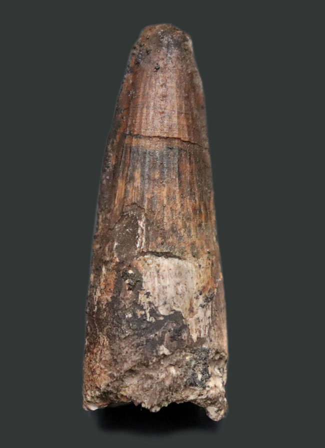 典型的なフォルムのスピノサウルス歯です。白亜紀の肉食恐竜スピノサウルス(Spinosaurus)の歯化石。(その1)