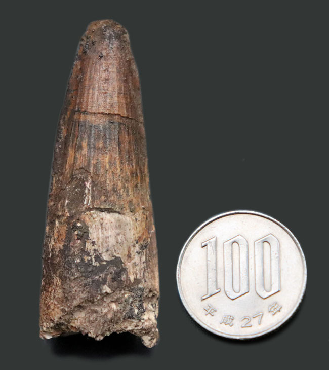 典型的なフォルムのスピノサウルス歯です。白亜紀の肉食恐竜スピノサウルス(Spinosaurus)の歯化石。(その10)