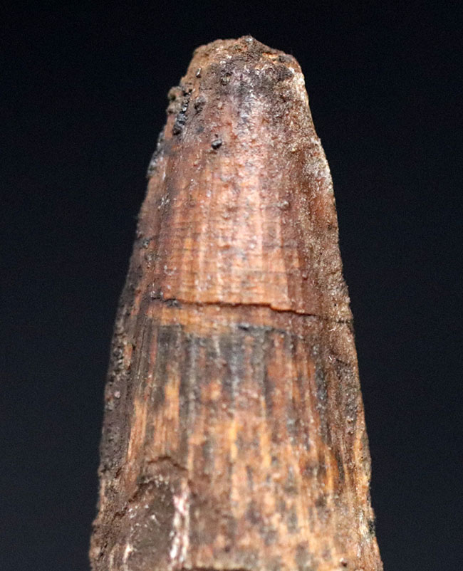 典型的なフォルムのスピノサウルス歯です。白亜紀の肉食恐竜スピノサウルス(Spinosaurus)の歯化石。(その2)