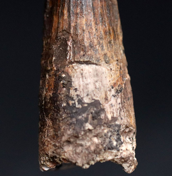 典型的なフォルムのスピノサウルス歯です。白亜紀の肉食恐竜スピノサウルス(Spinosaurus)の歯化石。(その3)