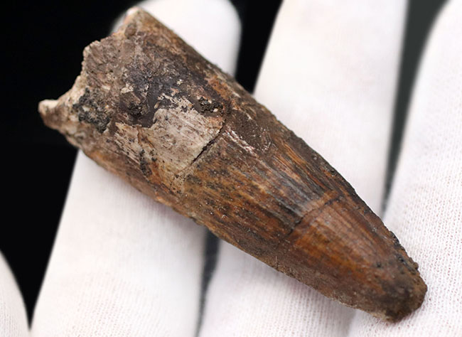 典型的なフォルムのスピノサウルス歯です。白亜紀の肉食恐竜スピノサウルス(Spinosaurus)の歯化石。(その5)