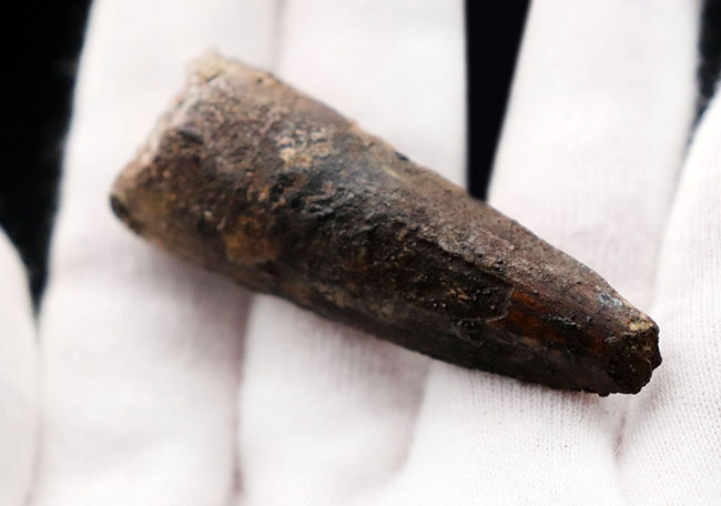 典型的なフォルムのスピノサウルス歯です。白亜紀の肉食恐竜スピノサウルス(Spinosaurus)の歯化石。(その6)