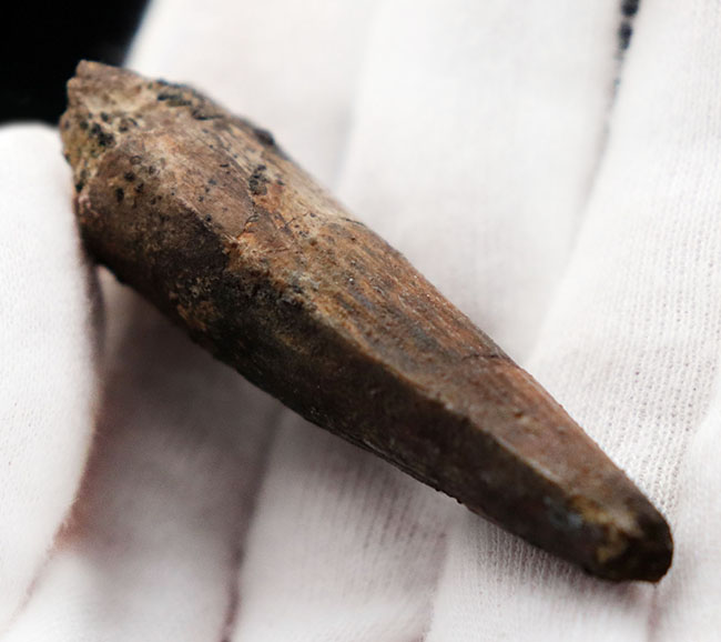 典型的なフォルムのスピノサウルス歯です。白亜紀の肉食恐竜スピノサウルス(Spinosaurus)の歯化石。(その7)