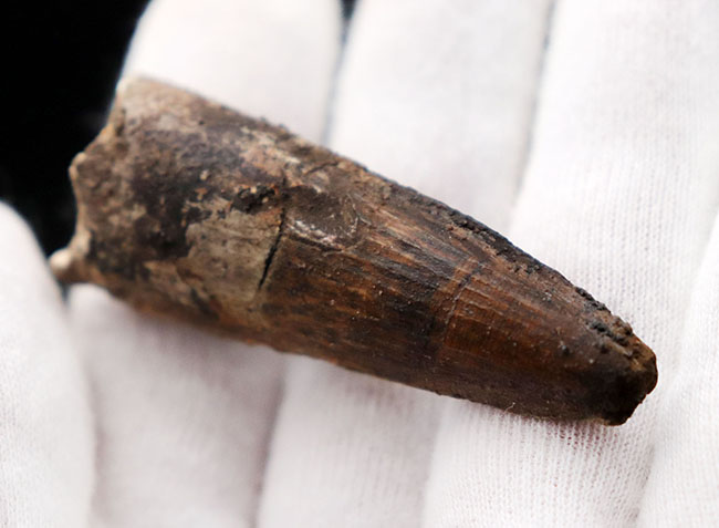 典型的なフォルムのスピノサウルス歯です。白亜紀の肉食恐竜スピノサウルス(Spinosaurus)の歯化石。(その8)