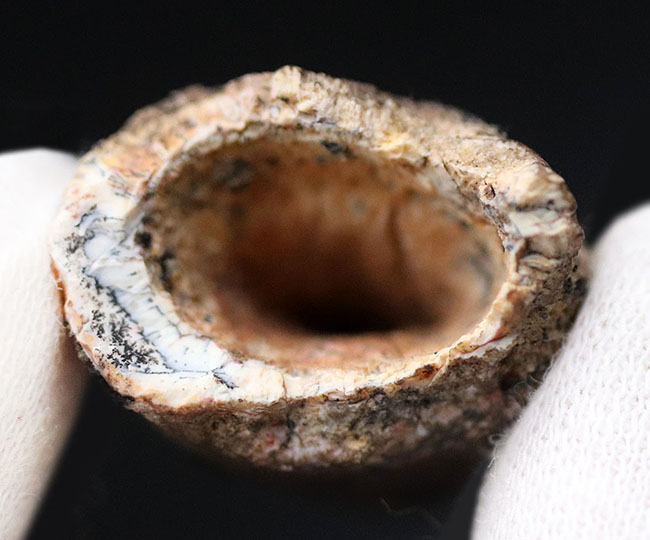 典型的なフォルムのスピノサウルス歯です。白亜紀の肉食恐竜スピノサウルス(Spinosaurus)の歯化石。(その9)