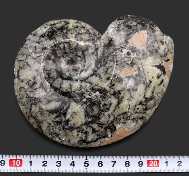 ユニークな柄が面白い、アンモナイトの祖先、ゴニアタイト（Goniatite）の化石（その9）