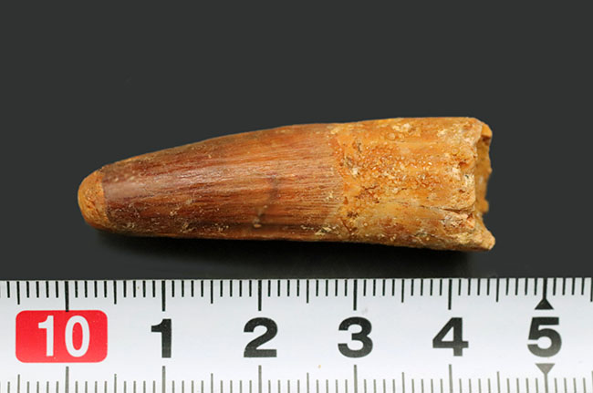 プレゼントにいかが？エナメル質の皺まで観察できる上質の