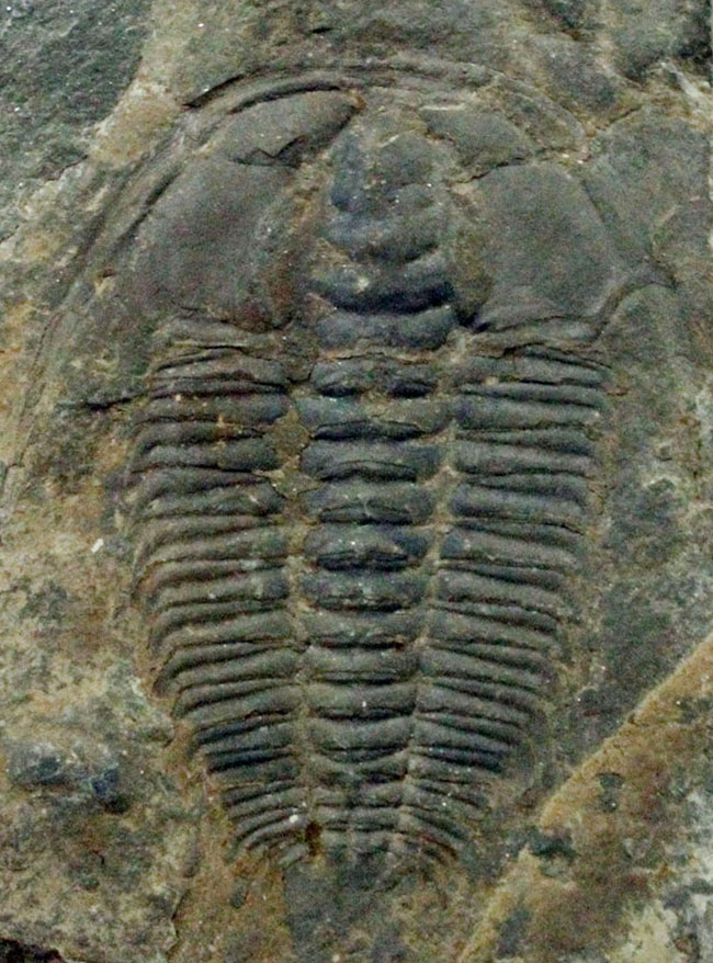 レア!最初期の三葉虫の一つ、レッドリキア・チャイネンシス(Redlichia chinensis)。中国湖南省産。(その1)