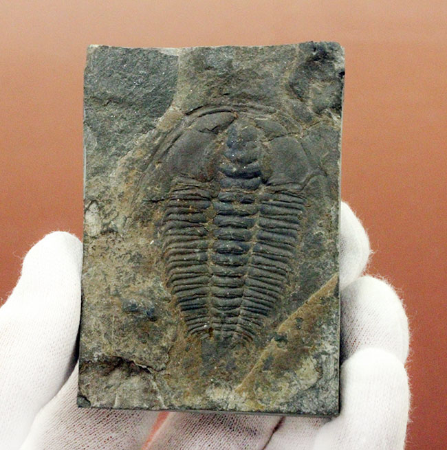レア!最初期の三葉虫の一つ、レッドリキア・チャイネンシス(Redlichia chinensis)。中国湖南省産。(その2)