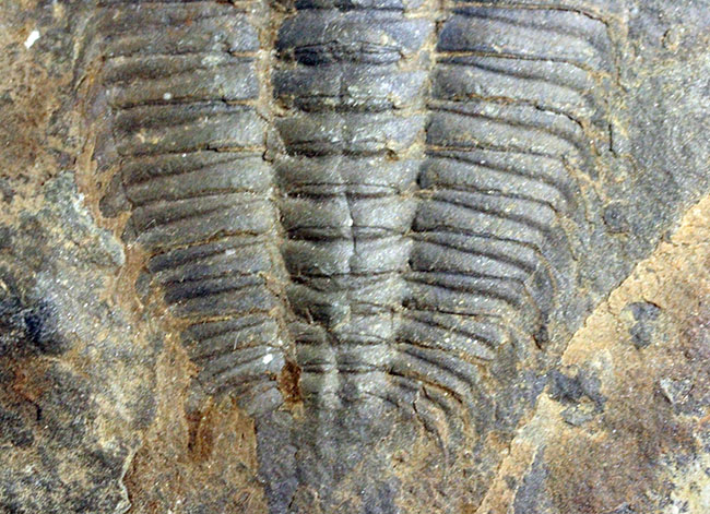 レア!最初期の三葉虫の一つ、レッドリキア・チャイネンシス(Redlichia chinensis)。中国湖南省産。(その5)