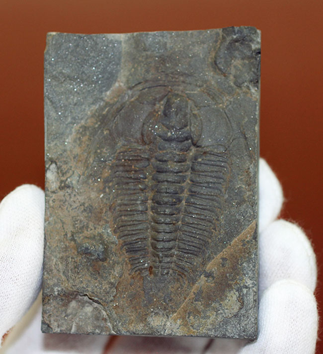 レア!最初期の三葉虫の一つ、レッドリキア・チャイネンシス(Redlichia chinensis)。中国湖南省産。(その8)