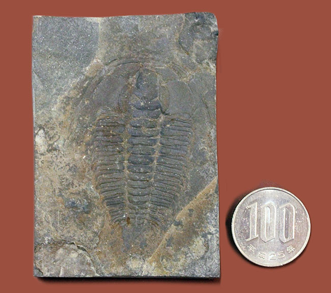 レア!最初期の三葉虫の一つ、レッドリキア・チャイネンシス(Redlichia chinensis)。中国湖南省産。(その9)