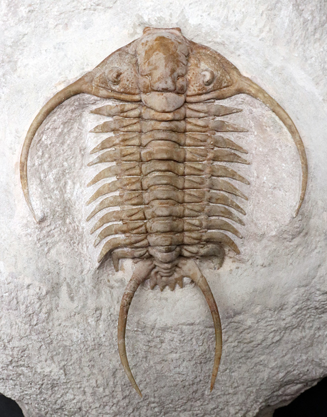 三葉虫 化石 標本 - gulfcoastcc.com