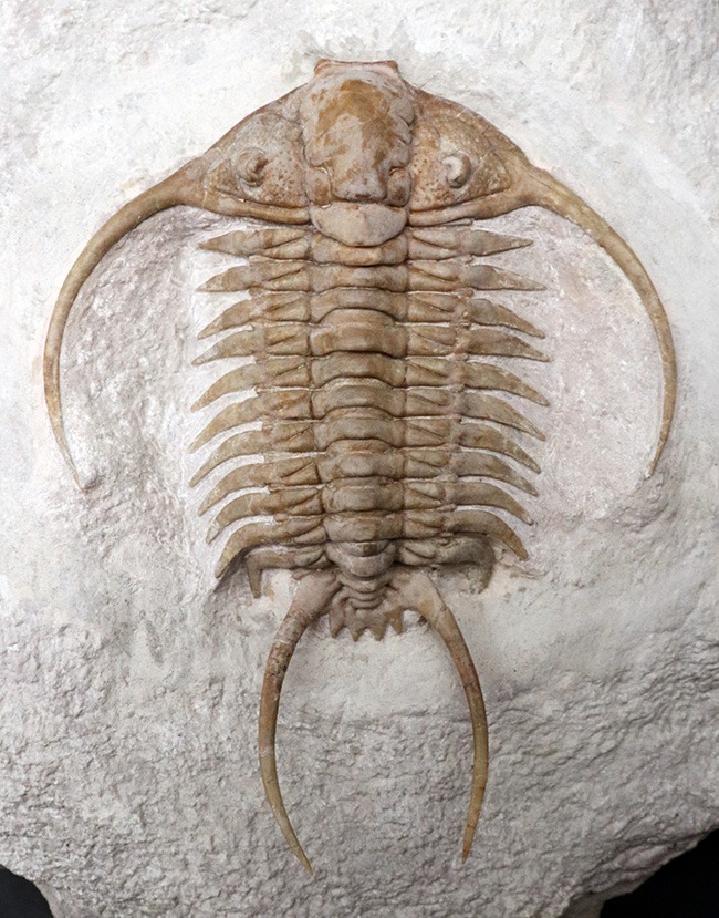 希少中の希少!ロシア産三葉虫のキング、あのパラセラウルス・エクスル(Paraceraurus exsul)のパーフェクト標本。サンクトペテルブルグ古生物学研究所による作品!(その1)