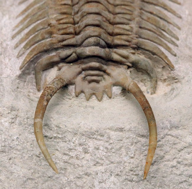 希少中の希少!ロシア産三葉虫のキング、あのパラセラウルス・エクスル(Paraceraurus exsul)のパーフェクト標本。サンクトペテルブルグ古生物学研究所による作品!(その10)