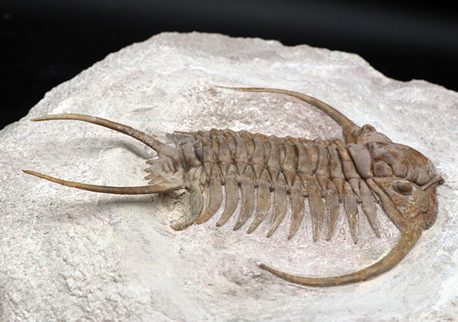 三葉虫の化石 美麗 ロシア産 ディスプラヌス 本物保証