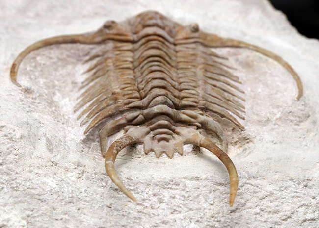 希少中の希少!ロシア産三葉虫のキング、あのパラセラウルス・エクスル(Paraceraurus exsul)のパーフェクト標本。サンクトペテルブルグ古生物学研究所による作品!(その12)