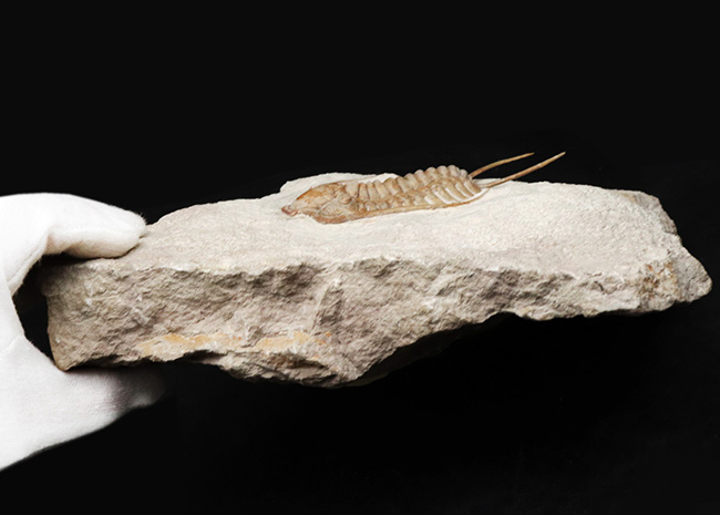 希少中の希少!ロシア産三葉虫のキング、あのパラセラウルス・エクスル(Paraceraurus exsul)のパーフェクト標本。サンクトペテルブルグ古生物学研究所による作品!(その13)