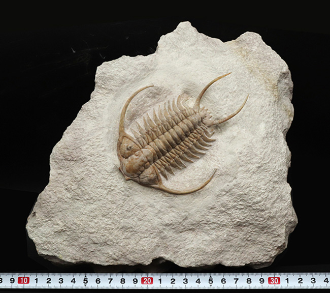 希少中の希少!ロシア産三葉虫のキング、あのパラセラウルス・エクスル(Paraceraurus exsul)のパーフェクト標本。サンクトペテルブルグ古生物学研究所による作品!(その14)