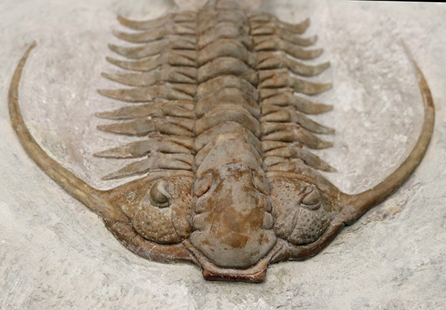 希少中の希少!ロシア産三葉虫のキング、あのパラセラウルス・エクスル(Paraceraurus exsul)のパーフェクト標本。サンクトペテルブルグ古生物学研究所による作品!(その3)