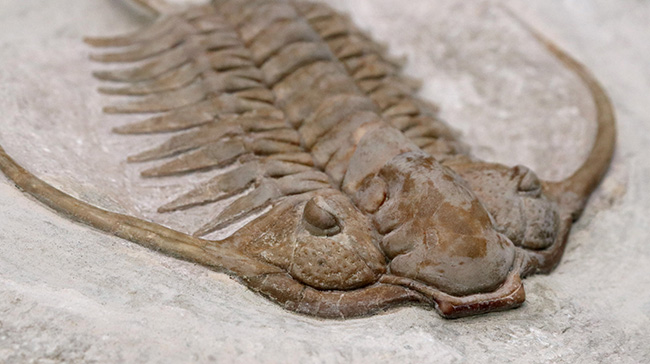 希少中の希少!ロシア産三葉虫のキング、あのパラセラウルス・エクスル(Paraceraurus exsul)のパーフェクト標本。サンクトペテルブルグ古生物学研究所による作品!(その4)