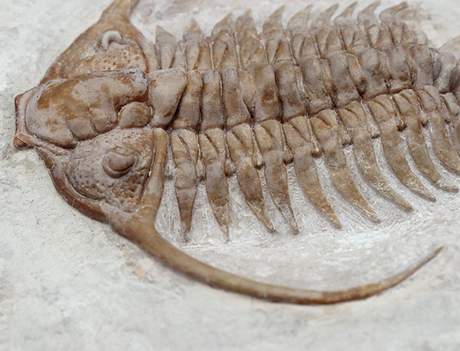 希少中の希少!ロシア産三葉虫のキング、あのパラセラウルス・エクスル(Paraceraurus exsul)のパーフェクト標本。サンクトペテルブルグ古生物学研究所による作品!(その5)