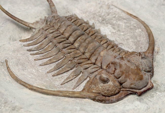 希少中の希少!ロシア産三葉虫のキング、あのパラセラウルス・エクスル(Paraceraurus exsul)のパーフェクト標本。サンクトペテルブルグ古生物学研究所による作品!(その6)