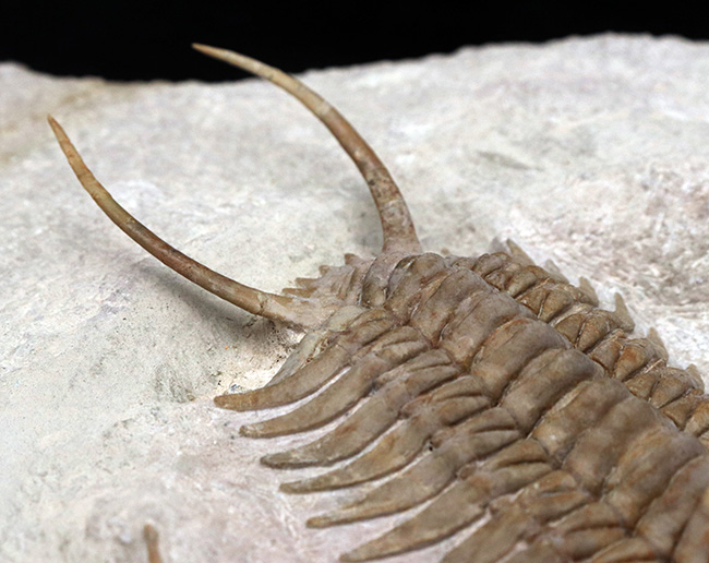 希少中の希少!ロシア産三葉虫のキング、あのパラセラウルス・エクスル(Paraceraurus exsul)のパーフェクト標本。サンクトペテルブルグ古生物学研究所による作品!(その7)