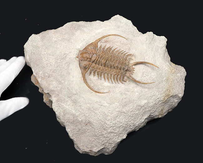 希少中の希少!ロシア産三葉虫のキング、あのパラセラウルス・エクスル(Paraceraurus exsul)のパーフェクト標本。サンクトペテルブルグ古生物学研究所による作品!(その8)