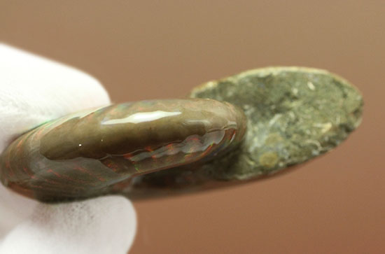 同じ撮影面に、赤、緑、朱、黄、青、紫などが一度に現れるマダガスカル産遊色アンモナイト(その9)