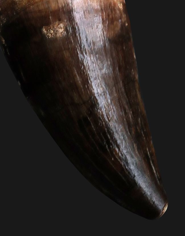 ベリーレア！希少な米国産！黒光りするエナメル質にご注目！白亜紀後期の海の食物連鎖の頂点に君臨したモササウルス（Mosasaurus）の極上の歯化石（その1）