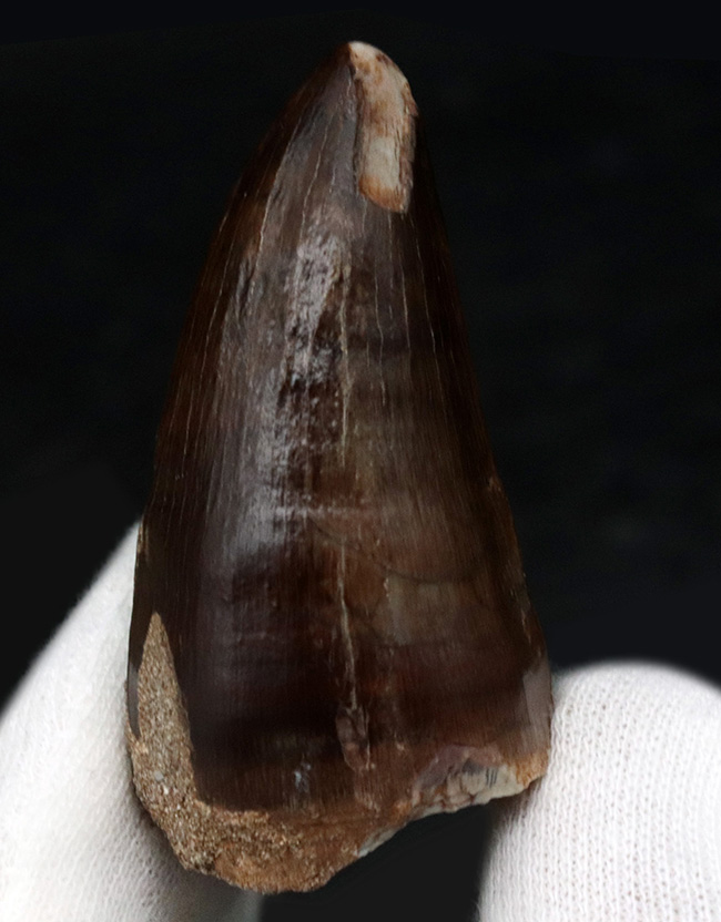 ベリーレア!希少な米国産!黒光りするエナメル質にご注目!白亜紀後期の海の食物連鎖の頂点に君臨したモササウルス(Mosasaurus)の極上の歯化石(その2)