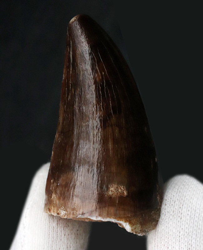 ベリーレア!希少な米国産!黒光りするエナメル質にご注目!白亜紀後期の海の食物連鎖の頂点に君臨したモササウルス(Mosasaurus)の極上の歯化石(その3)