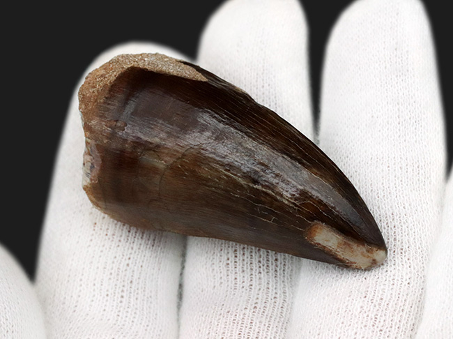 ベリーレア!希少な米国産!黒光りするエナメル質にご注目!白亜紀後期の海の食物連鎖の頂点に君臨したモササウルス(Mosasaurus)の極上の歯化石(その4)