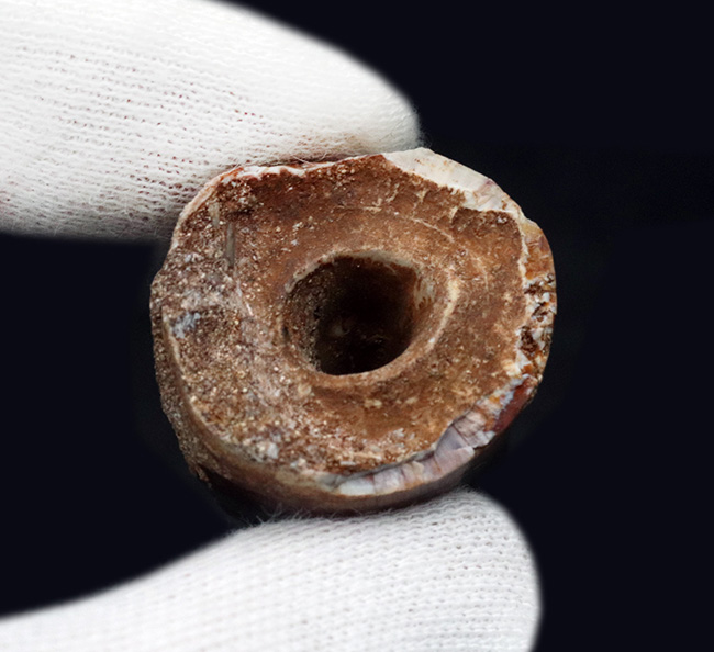 ベリーレア!希少な米国産!黒光りするエナメル質にご注目!白亜紀後期の海の食物連鎖の頂点に君臨したモササウルス(Mosasaurus)の極上の歯化石(その6)